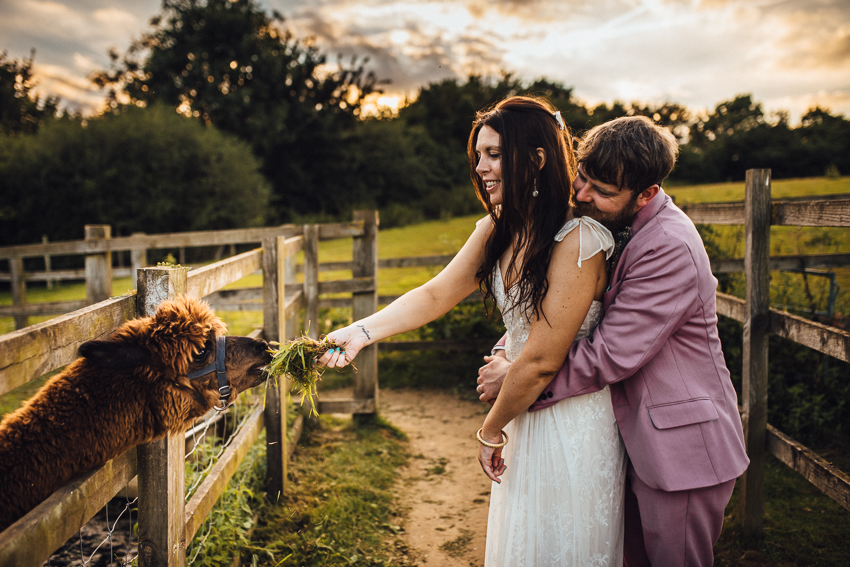 Alpaca at alternative wedding